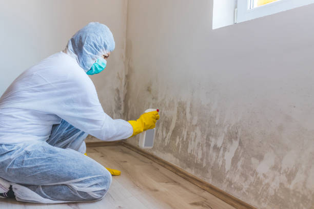 Licensed Basement Mold Remediation service in Ashland, KY - WQB Mold Removal