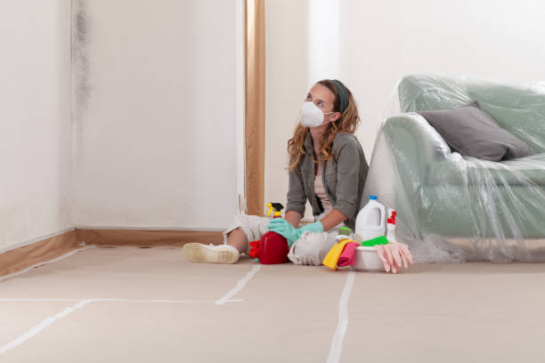 Reliable Basement Mold Remediation contractor in Ashland, KY by WQB Mold Removal