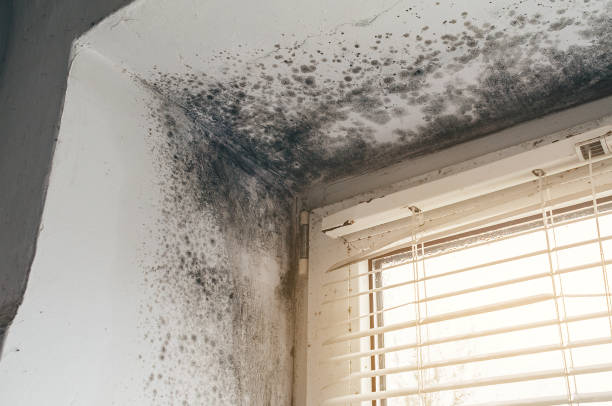 Affordable Basement Mold Remediation solutions in Ashland, KY
